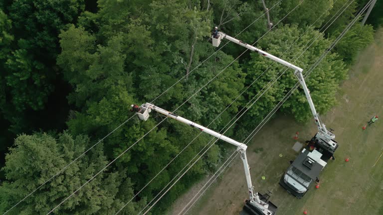 Best Storm Damage Tree Cleanup  in Churchill, MT