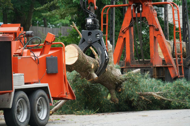 Best Tree Health Inspection  in Churchill, MT