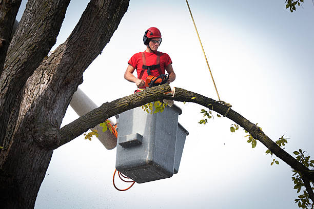 Best Arborist Consultation Services  in Churchill, MT